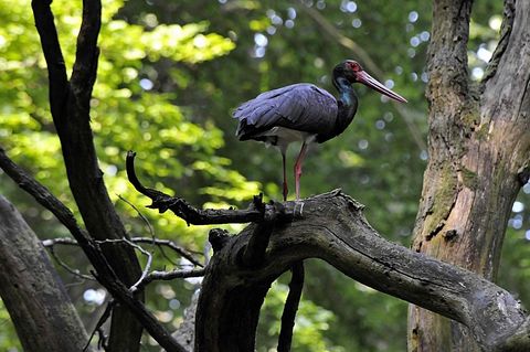 Ein Schwarzstorch sitz auf einem großen Ast im Baum