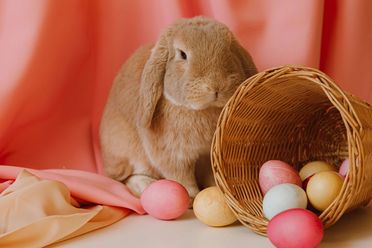 Osterhase vor pinkorangem Vorhang neben einem Korb mit pastellfarbenen Ostereiern.