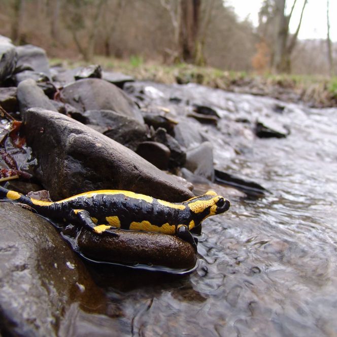 Ein schwarz-gelber Feuersalamander sitzt am Ufer eines Baches