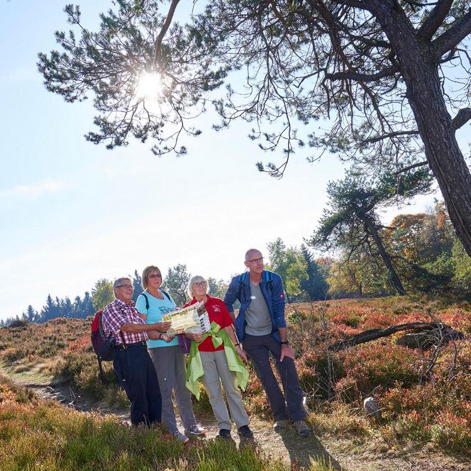 Eine Wanderung durch die blühende Hochheide ist ein besonderes Erlebnis. 