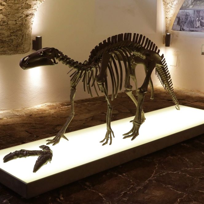 Ein Dinosaurierskelett in einem Ausstellungsraum im Museum Haus Hövener. 