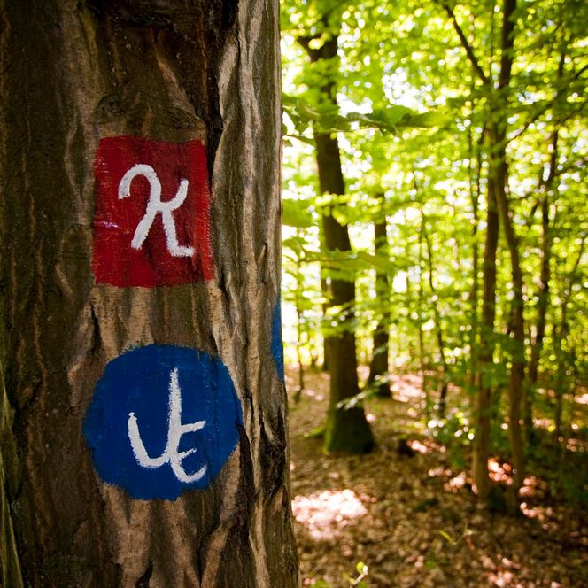 Ein Baum in einem Waldstück an dem zwei Wegemarkierungen angebracht sind. Ein K mit rotem Hintergrund und ein U mit blauem Hintergrund. 