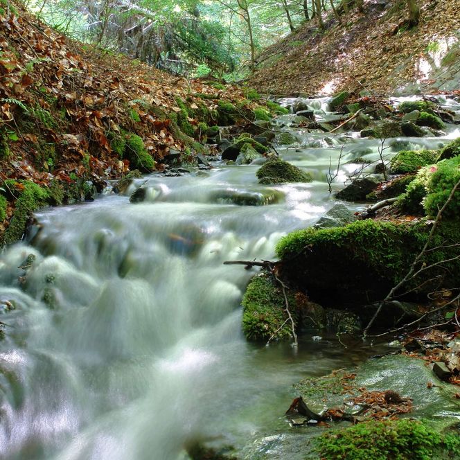 Ein wasserführender Bach im Wald des Nationalparks