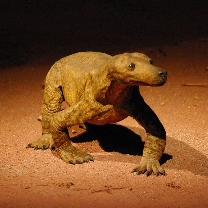 Ein säugetierähnliches Reptil in braun und gelb ausgestellt im Korbacher Museum.