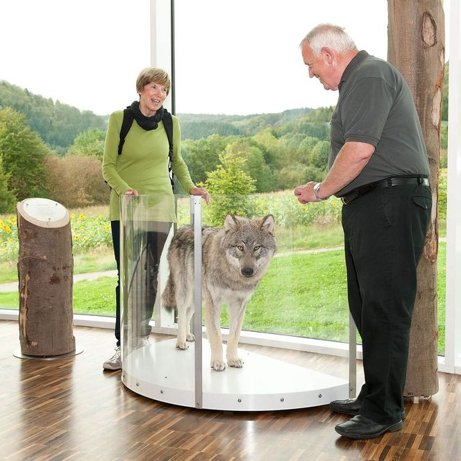 Ein Wolf ausgestellt in einer Glasvitrine im NationalparkZentrum Kellerwald. Er wird von einem Mann und einer Frau begutachtet.