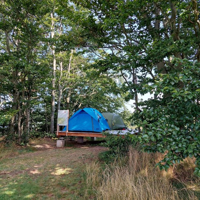 Zwei Zelte sind aufgebaut in einer Lichtung im Wald