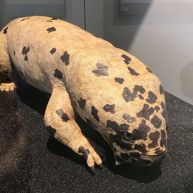 Ein säugetierartiges Reptil, beige mit dunklen Punkten im Geofoyer Kalkturm ausgestellt