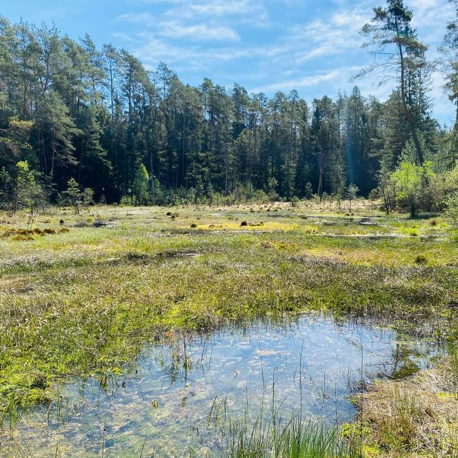 Im Vordergrund ein Moor umgeben von hohen Nadelbäumen.