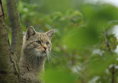 Der Kopf einer Wildkatze lugt hinter einem Baum hervor.
