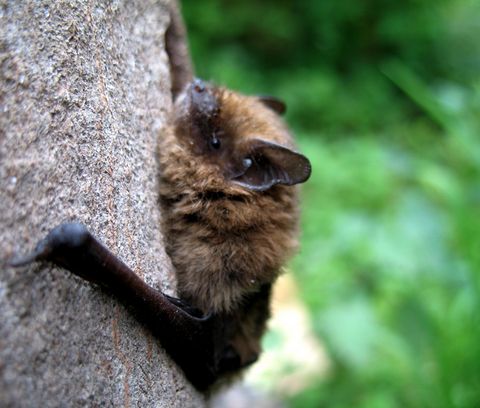 Eine braune Fledermaus klammert sich an einen Baum.