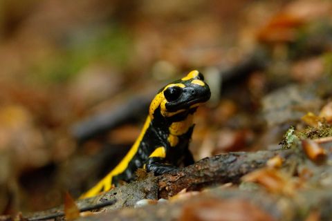 Der Feuersalmander fällt vor allen Dingen durch seine schwarz-gelbe Zeichnung auf. 