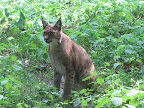 Ein brauner Luchs hockt im Dickicht im Nationalpark Kellerwald-Edersee