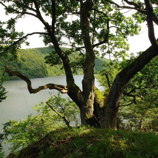 Eine Eiche am Abhang eines Waldes mit Blick auf den Edersee