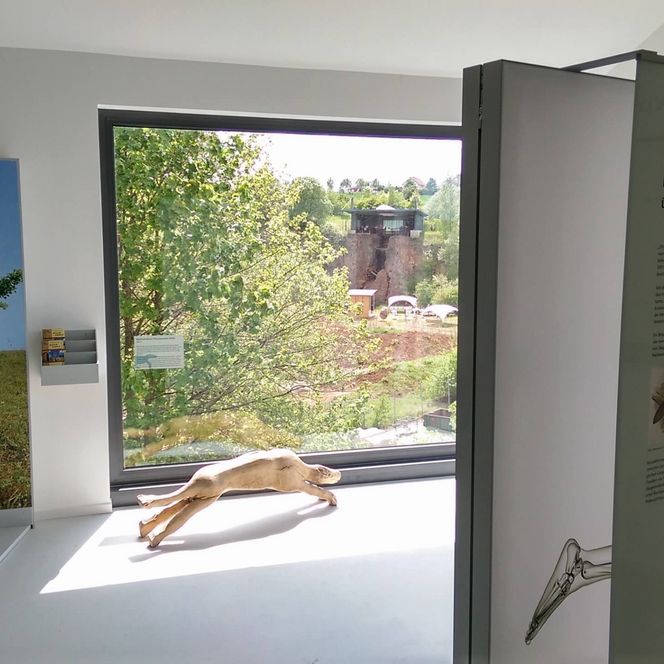  Ein lichtdurchfluteter Ausstellungsraum mit Tafeln und Ausstellungsstücken, ein großes Fenster gibt den Blick auf die Korbacher Spalte frei.