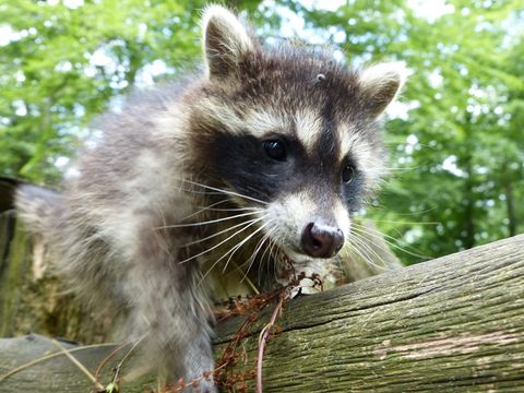 Die putzigen Waschbären wurden einst am Edersee ausgesetzt