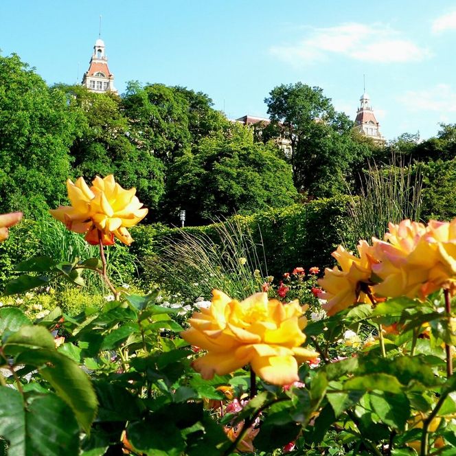 Blühende gelbe Rosen im Kurpark von Bad Wildungen, die einen Blick auf den Fürstenhof freigeben.
