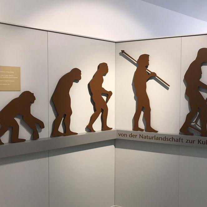 Eine Ausstellungstafel mit fünf Figuren die den Weg vom Primaten zum Menschen verdeutlichen.