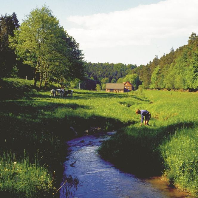 Sommerliche Landschaft mit dem Bach Twiste, einer Frau am Ufer und Kühen auf der Wiese. Im Hintergrund ein Haus und eine Scheune