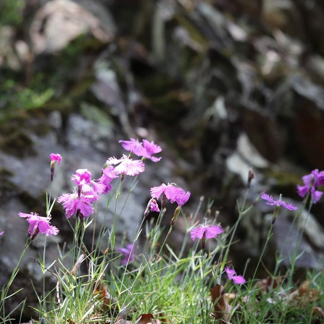 Eine Nahaufnahme von rosa blühenden Pfingstnelken