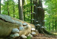 Auf einer Wanderung im Nationalpark gibt es immer viel zu entdecken, wie hier die Baumpilze (Foto: Nationalpark Kellerwald-Edersee)