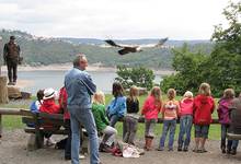 An den Flugvorführungen haben vor allen Dingen die Kinder viel Freude, besonders dann, wenn die Geier im Tiefflug vorbeirauschen (Foto: Nationalpark Kellerwald-Edersee)