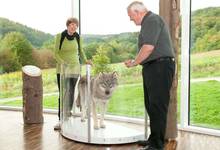 Das WildWesen Wolf in der Ausstellung im Nationalparkzentrum Kellerwald-Edersee