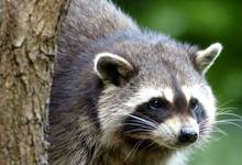 Waschbär im WIldtierPark Edersee