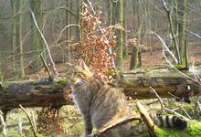 (Foto: Nationalpark Kellerwald-Edersee)