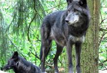 Archivfoto Wolf im Wildtierpark Edersee (Foto: Nationalpark Kellerwald-Edersee)