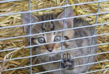Wildkatze im Wild- und Freizeitpark Willingen