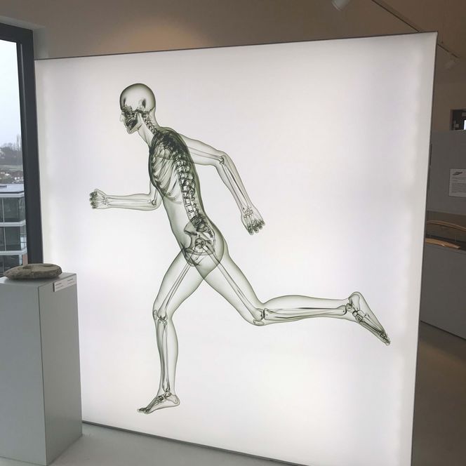 Eine Ausstellungstafel auf der die Anatomie eines rennenden Menschen dargestellt ist.