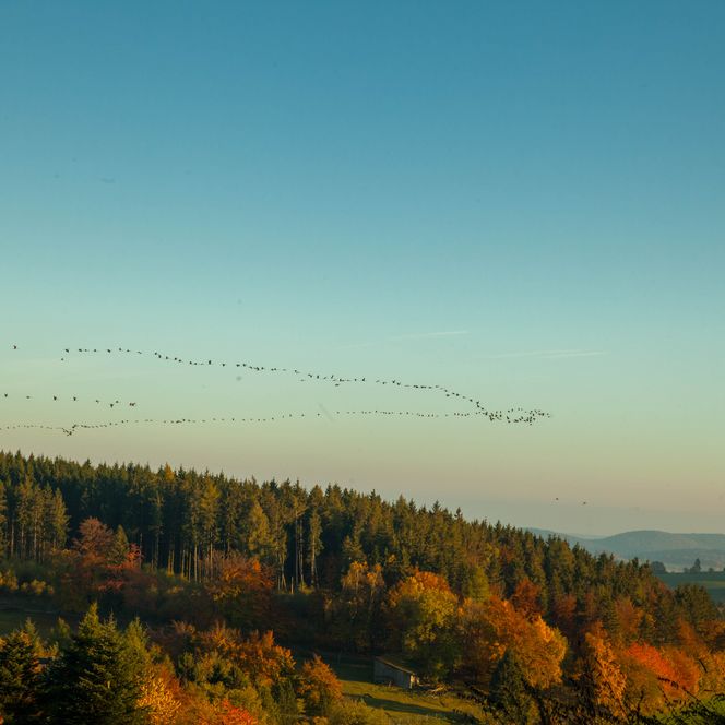 Blick auf die Landschaft im sonnigen Herbst. Übder den Hügeln fliegen Vögel