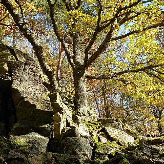 Felsformationen auf dem Daudenberg im Nationalpark Kellerwald-Edersee bei sonnigem Wetter.