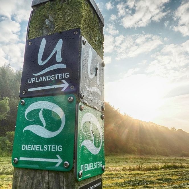Ein Wegweiser mit den Schildern Uplandsteig und Diemelsteig steht in grüner Landschaft auf einer Wiese