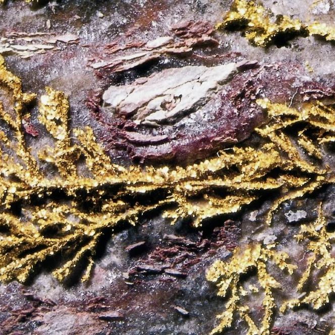 Viele verästelte Goldadern im Gestein