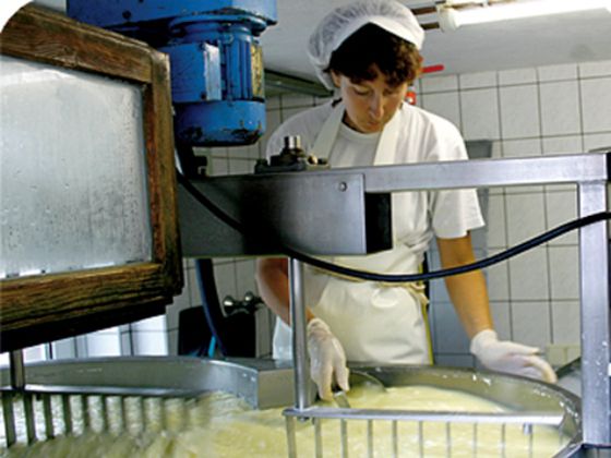 Der Käsebruch wird in der Käseabteilung des Dülferhofes geschnitten 