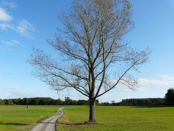 Unterwegs auf dem Ederhöhenpfad