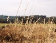 Landschaft, Wiese