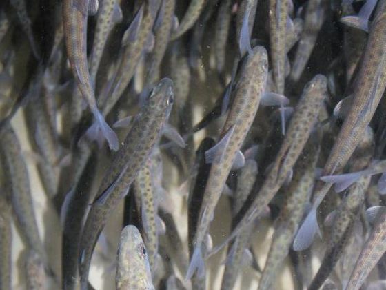 Äschensetzlinge beim Fischzuchtbetrieb Wagner