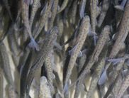 Äschensetzlinge beim Fischzuchtbetrieb Wagner