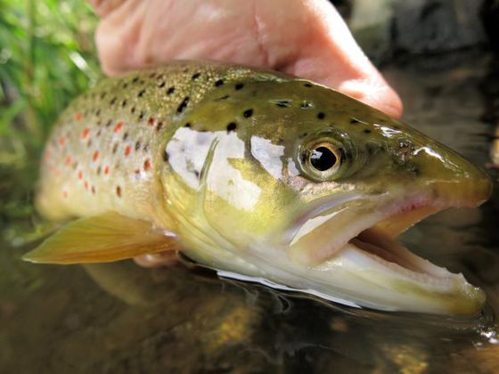 Ein Fisch beim Fischzuchtbetrieb Wagner