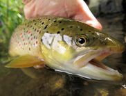 Ein Fisch beim Fischzuchtbetrieb Wagner
