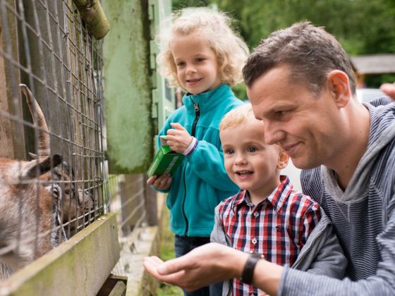 Fütterung der eingezäunten Bergziegen