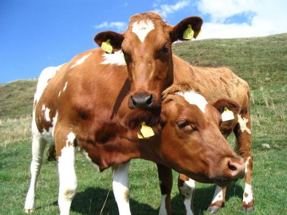 Der Landkreis Waldeck-Frankenberg hat die größte Milchproduktion in Hessen