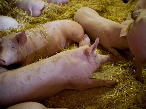 Regionales, gutes Fleisch für gutes Essen