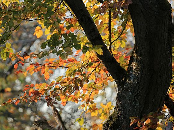 Bunte Blätter im Oktoberwald - erlebbar auf dieser geführten Tour im Nationalpark (Foto: Nationalpark Kellerwald-Edersee)