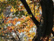 Bunte Blätter im Oktoberwald - erlebbar auf dieser geführten Tour im Nationalpark (Foto: Nationalpark Kellerwald-Edersee)
