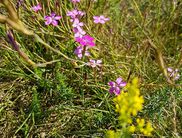 An der Wiese am Nationalpark-Eingang Kirchweg in Bringhausen, die von der pinken Heidenelke und dem gelben Echten Labkraut geprägt ist, summt und zirpt es aus allen Richtungen – eine sagenhafte Geräuschkulisse (Foto: Nationalpark Kellerwald-Edersee)