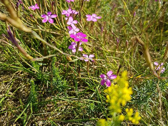 An der Wiese am Nationalpark-Eingang Kirchweg in Bringhausen, die von der pinken Heidenelke und dem gelben Echten Labkraut geprägt ist, summt und zirpt es aus allen Richtungen – eine sagenhafte Geräuschkulisse (Foto: Nationalpark Kellerwald-Edersee)