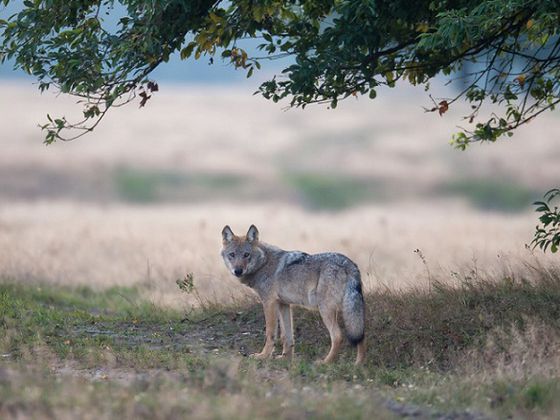 Der Lagerfeuerabend mit Wolfsgeschichten und Gesang ist ein Erlebnis für die ganze Familie (Foto: Jürgen Borris)